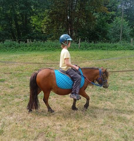 Poney shetland