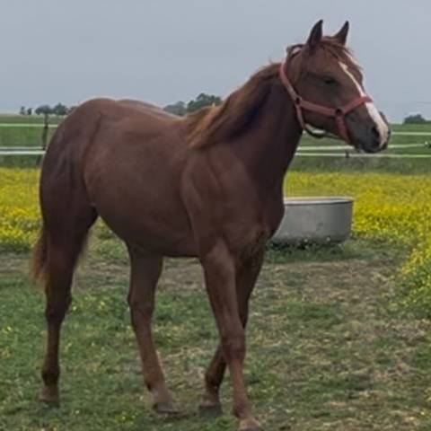 Mâle quarter horse