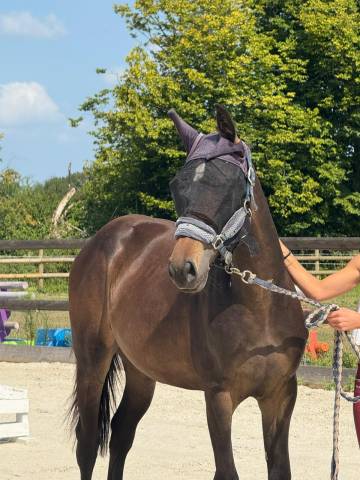 2 ans fille de best of iscla par diamant de semilly