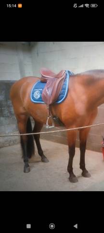 Selle de dressage wow 