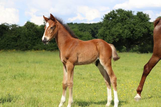 Poulain foal sf par consult dl vie