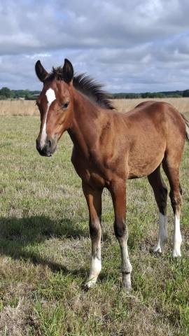 Poulain foal sf par consult dl vie