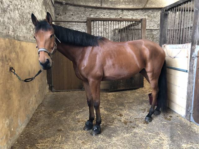 à l’adoption – cheval gentil et attachant