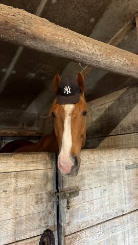 à vendre ou à confier