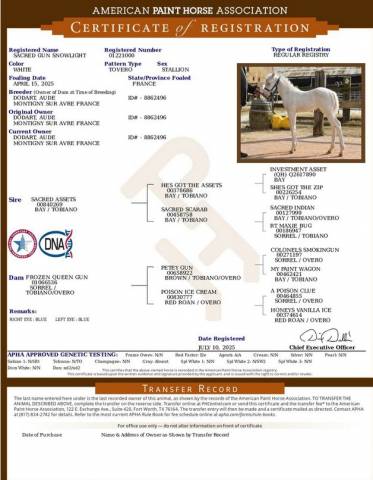 Poulain paint horse - sacred gun snowlight