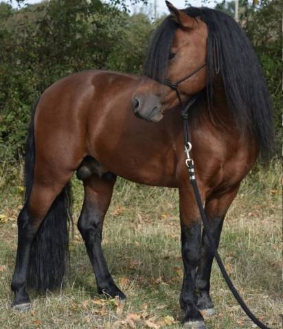 Vif de muralis : saillie étalon poney dartmoor