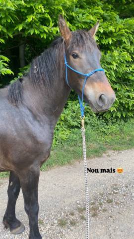 Superbe hongre frison x sf (3 ans) avec mental en or