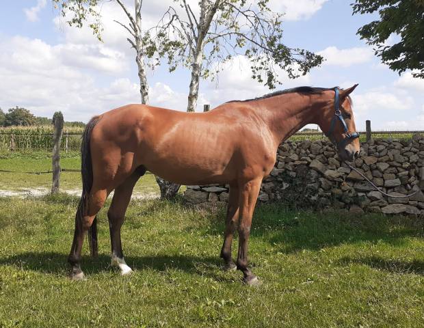 Hongre sf 4 ans 1.72m