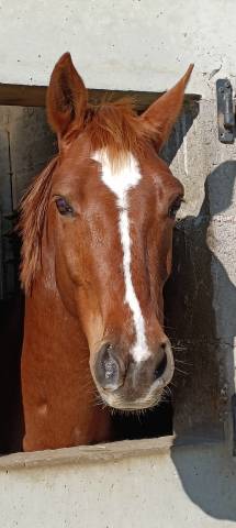 A louer top ponette d de 9 ans!