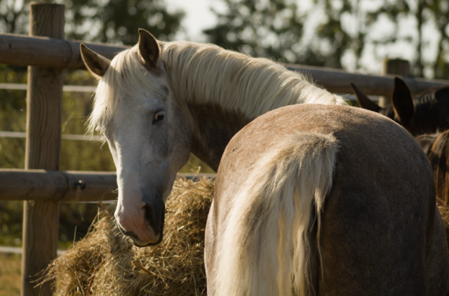 Demi-pension poney d