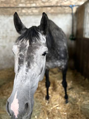 Jument de 6 ans pour poulinière 