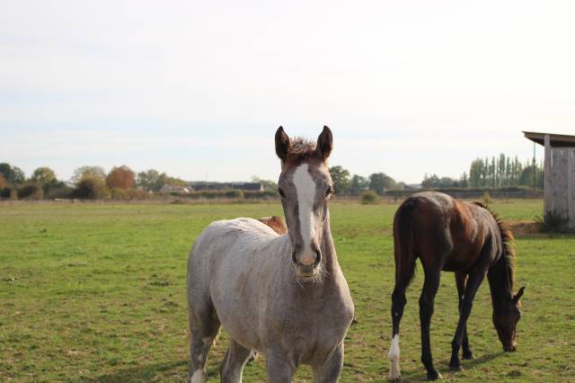 Magnifique pouliche sf 