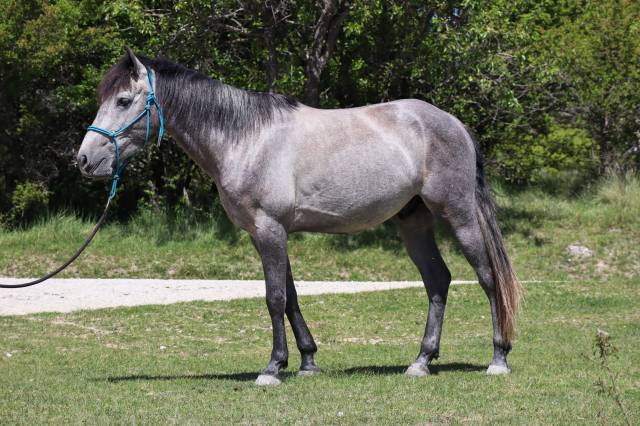 Hongre 4 ans polyvalent
