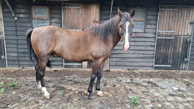 Hektor, poney de 5 ans