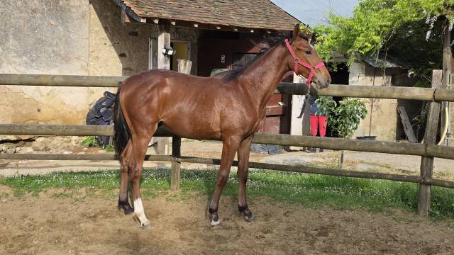 Yearling cso/cce