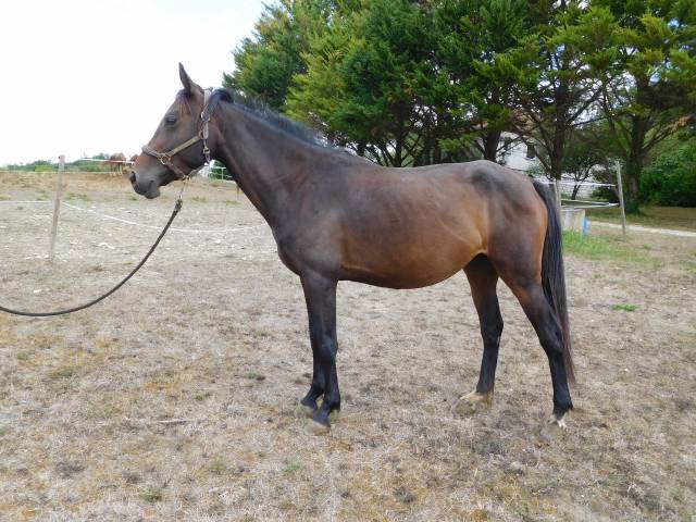 Poney de sport