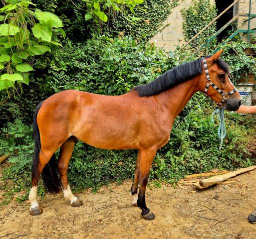 Poney nf 5ans