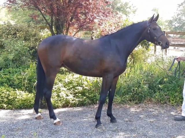 Elégante jument sf de 5 ans cce/dressage