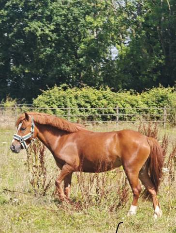 Ponette 6 ans