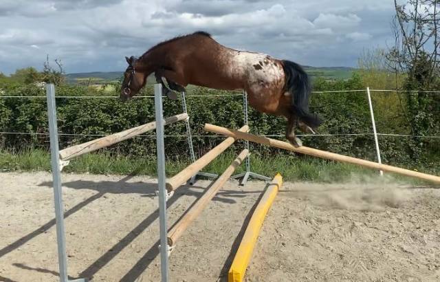 Joli poney onc de robe appalosa