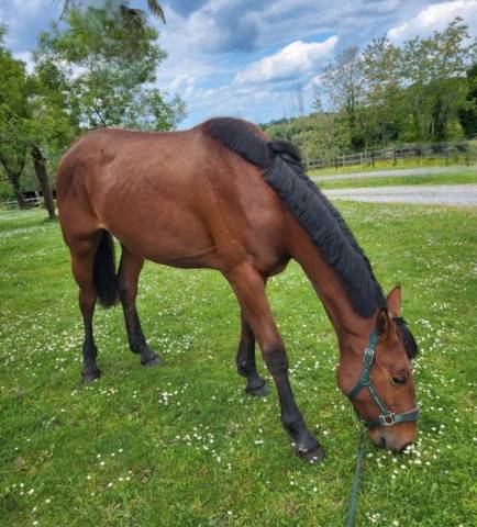Pouliche 2 ans trotteur pp