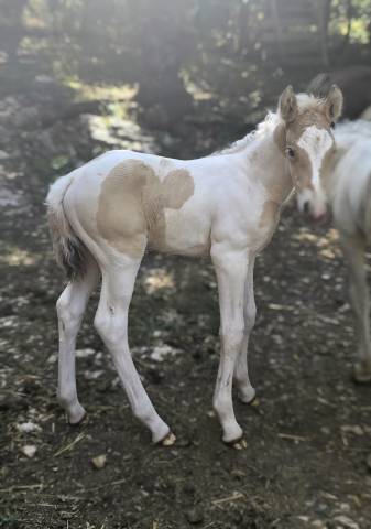 Chanie de l’ouvèze – champagne tobiano dun