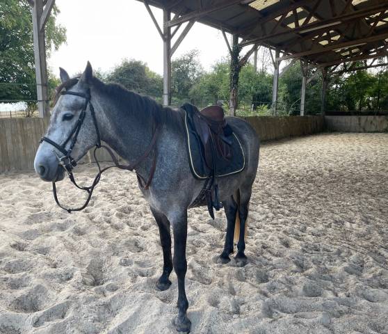 Poney connemara pp 4 ans