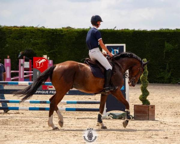 Cheval de sport