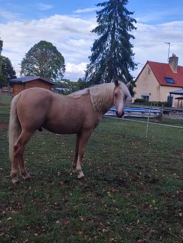 Vends poney pfs palomino de 2024