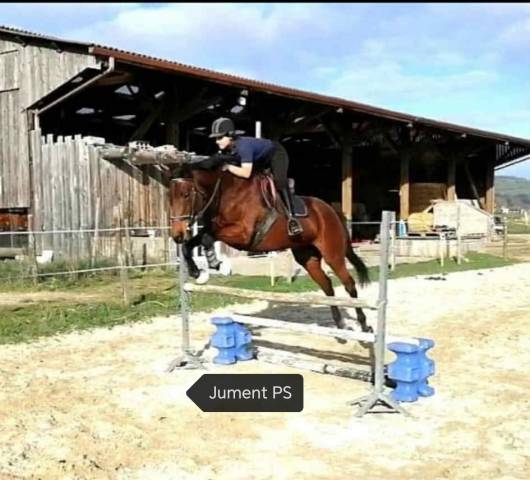 Jolie poulinière ps