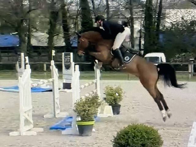 Hongre 6 ans ogrion des champs