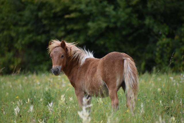 Shetland grande taille
