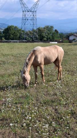 Hongre onc 3 ans, palomino