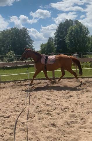 Superbe jument hanovrien 