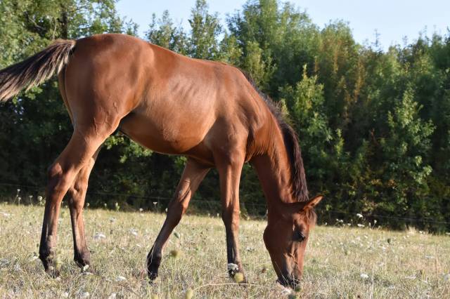 Superbe poulain hispano arabe 