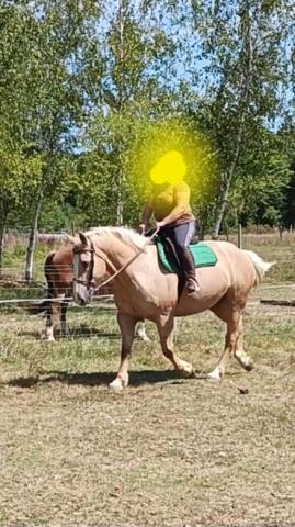 Hongre palomino oc