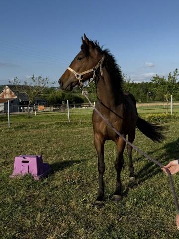 Petit cheval de loisir