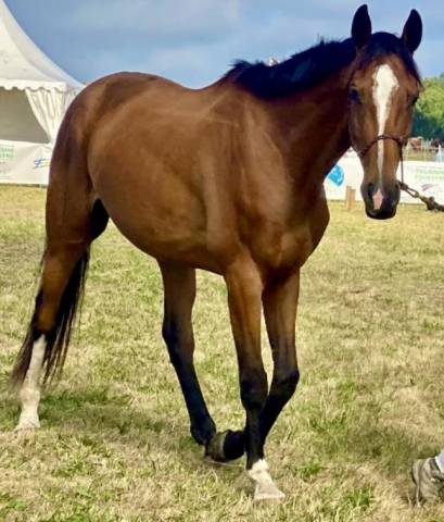 Cheval pour loisir cso/randonnée