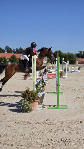 Poney de sport ou de loisirs d 11 ans