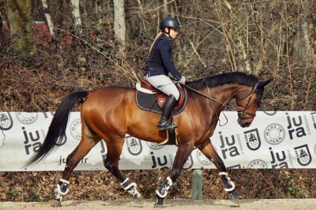Beau selle français de 9 ans