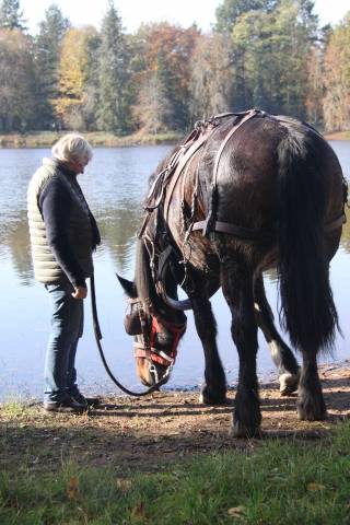 Cheval à vendre - jument cob normand, 13 ans