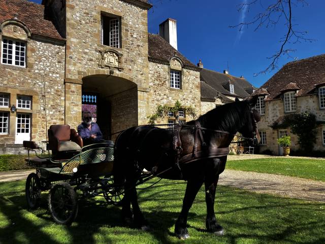 Jument cob normand, 13 ans et son attelage