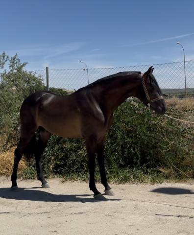 à vendre - jeune cheval espagnol 