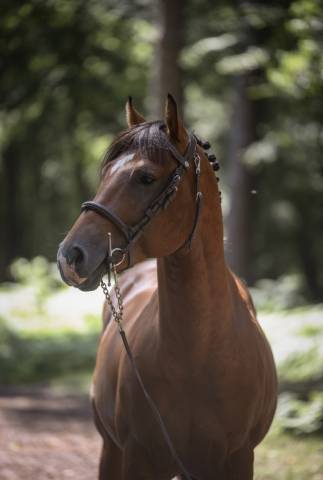 Poney d cso