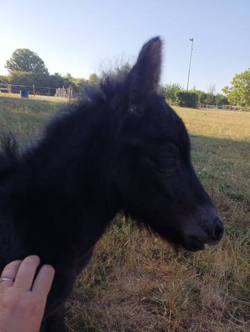 Pouliche shetland pp