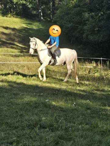 Vends burdy hongre creme 15 ans