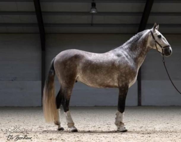 Hongre pre 7 ans à vendre