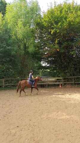 Poney c