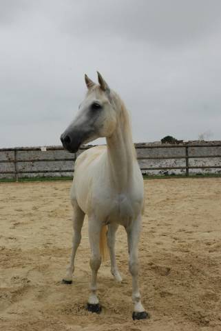 Trakehner – idéal famille, loisir, dressage et saut