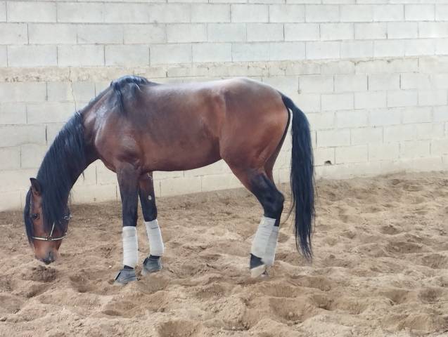Odin, lusitanien, cherche nouvelle maison